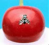 Western Cherry Fruit Fly